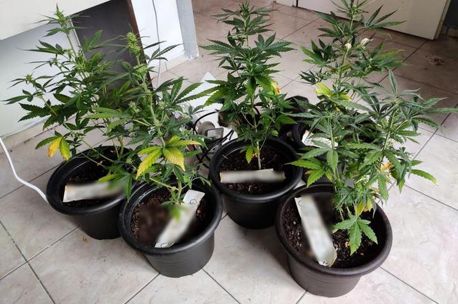 Blisko kilogram marihuany nie trafi na rynek! - Jeleniogórscy policjanci zlikwidowali plantację konopi.