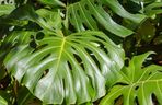 Monstera