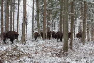 Powiększa się stado żubrów w Puszczy Rominckiej. Ile jest ich obecnie?