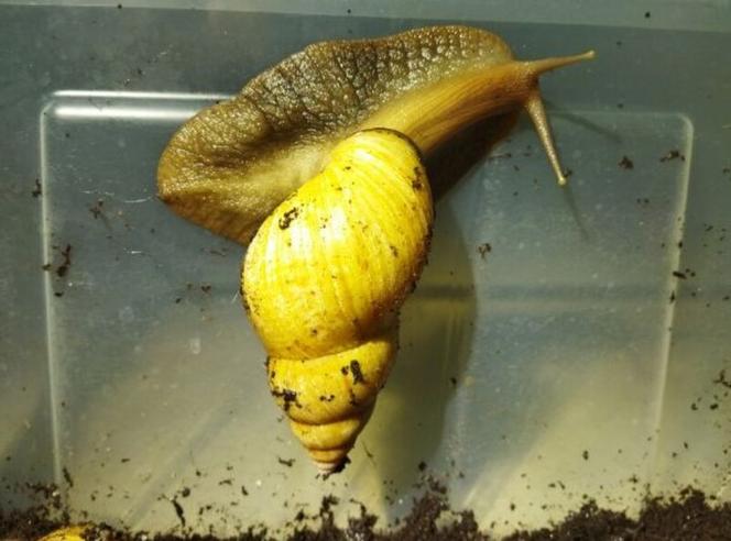 Te ślimaki rosną do ogromnych rozmiarów! Ktoś porzucił je na klatce schodowej
