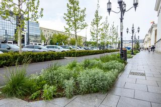 Sadzenie zieleni na placu Bankowym w maju 2025 r.