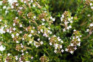 Cząber ogrodowy - Satureja hortensis