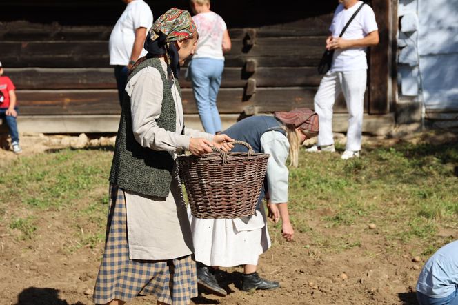 W skansenie w Lublinie pokazali, jak dawniej wyglądały wykopki kartoflane