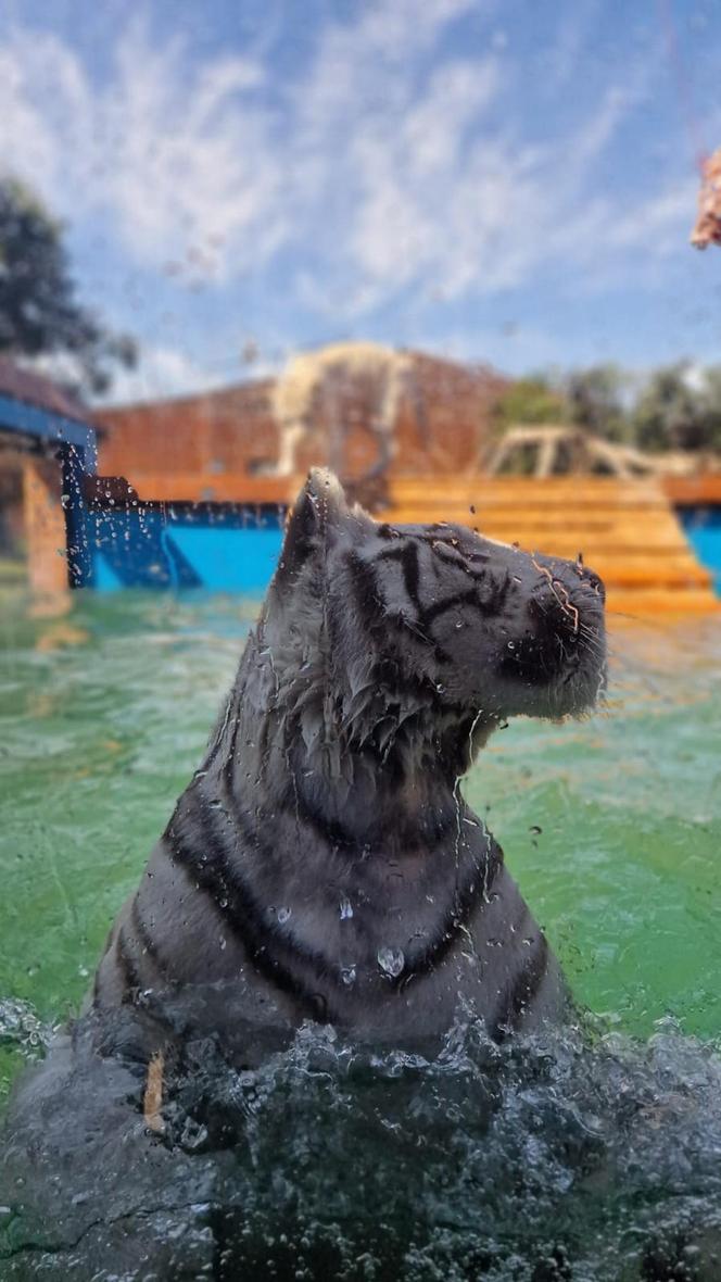 Zoo Borysew może się pochwalić jedynym takim obiektem w Europie. To basen dla białych tygrysów [ZDJĘCIA]. 