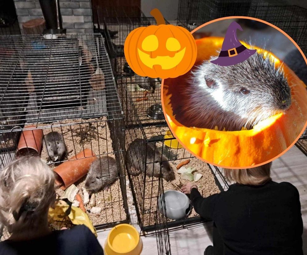 Nutrie też mają Halloween w Pet Patrol Rybnik. Mają duży apetyt na dynie: pałaszują jak szalone, biorą na zapas i chomikują na później