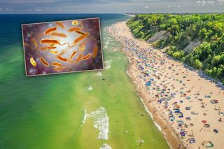 Zabójcza bakteria wykryta w Bałtyku! Są ofiary śmiertelne