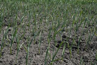 Te rośliny posadź w ogrodzie. Kleszcze i insekty uciekną natychmiast [LISTA]