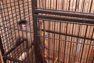 Bytomianka znęcała się nad zwierzętami