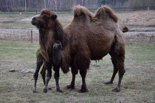 W poznańskim zoo urodził się mały wielbłąd.