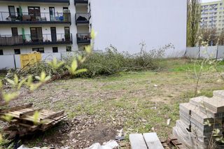 Deweloper nielegalnie wyciął dwa drzewa w Warszawie. Mieszkańcy oburzeni. „Będziemy reagować”