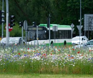Utrudnienia na drogach w długi weekend czerwcowy. Gdzie w Białymstoku będą zablokowane ulice w Boże Ciało?