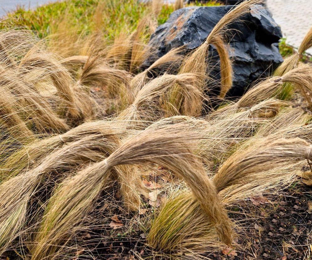 Jak skutecznie ochronić trawy ozdobne przed mrozem?