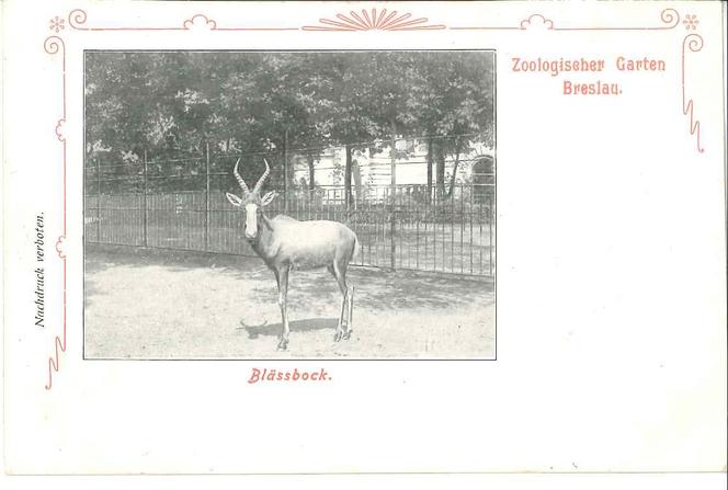 Niezwykłe pocztówki z wrocławskiego zoo. Pamiętają czasy Breslau! [ZDJĘCIA] 