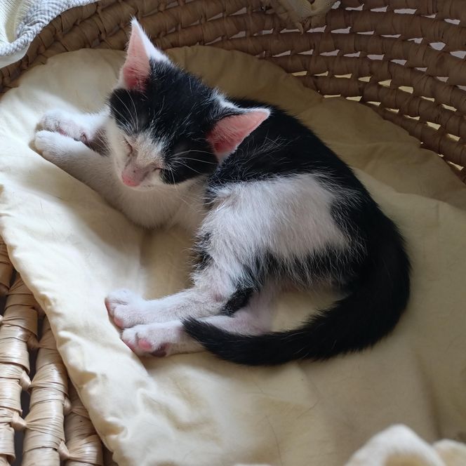 Tramwajowe koty szukają domu. "Fabryka Mruczenia", mały Duńczyk i spółka polecają się do adopcji.