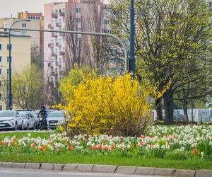 Warszawa jak ogród – tulipany i narcyzy na Placu Zawiszy