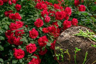 Jak rozmnożyć róże z łodygi? Rozmnażanie róż krok po kroku