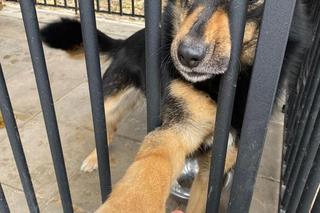 Leon czeka na dom w schronisku dla zwierząt w Zamościu