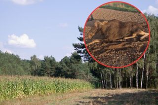Dramat na Podlasiu. Postrzelone zwierzę konało całą noc w polu kukurydzy
