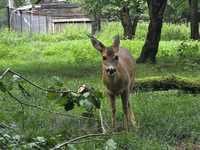 Zaglądamy do mieszkańców bydgoskiego ZOO. Kto mieszka w sercu Myślęcinka?