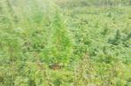 Łódź: OGROMNA hodowla marihuany na Olechowie. Trawka rosła nieopodal rzeki