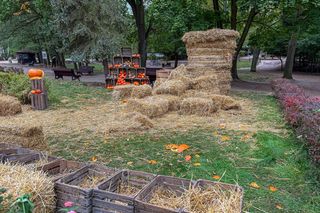 Ktoś zniszczył wystawę z dyni w Powsinie