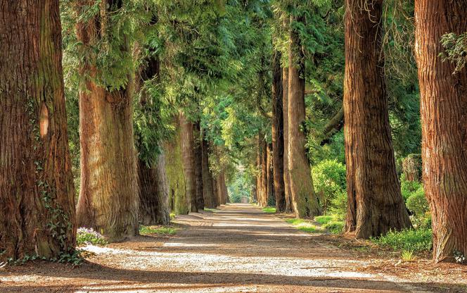 Grzybiarz zniknął w lesie w Bierawie. Znaleźli go prawie 60 kilometrów dalej!