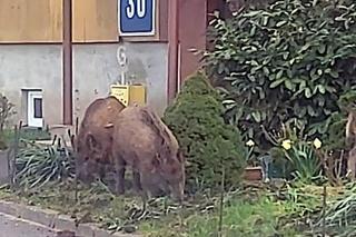 Dziki w Sosnowcu chodzą po osiedlach