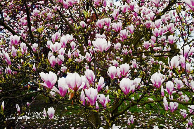 Szczecin stolicą magnolii! [ZDJĘCIE]