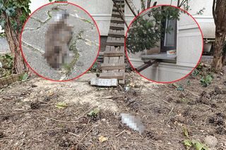 Żyją w symbiozie z gołębiami i kotami. Agresywne gryzonie opanowały blok w Warszawie