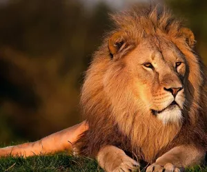 Dzień Lwa. Co wiesz o najsłynniejszym królu zwierząt?  [QUIZ]