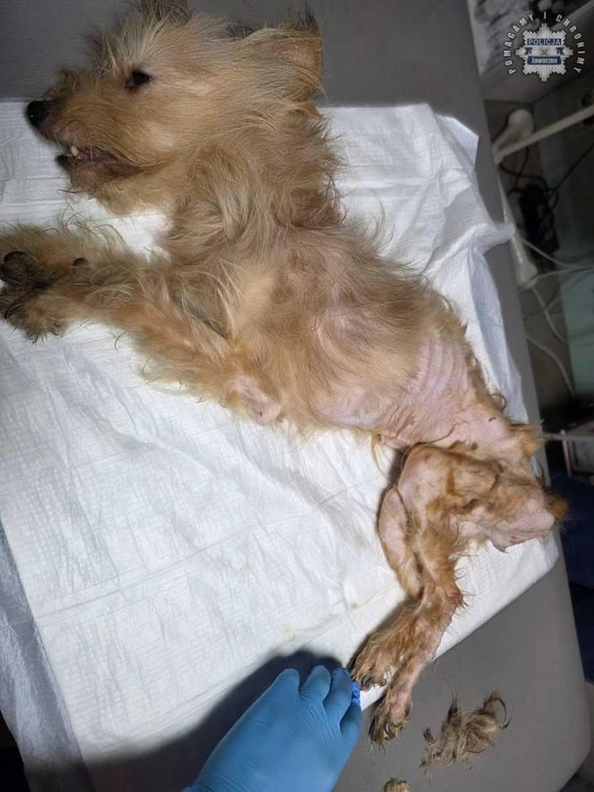 Psy przebywały w koszmarnych warunkach