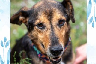 Herbatka na Czterech Łapkach