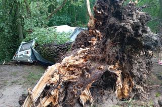 O krok od tragedii nad lubuskim jeziorem. Drzewo spadło na przyczepę campingową. Cud!