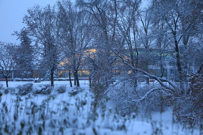 Drewniane rzeźby nad Bystrzycą w Lublinie okryły się białym puchem