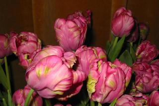Tulipany - podział na grupy