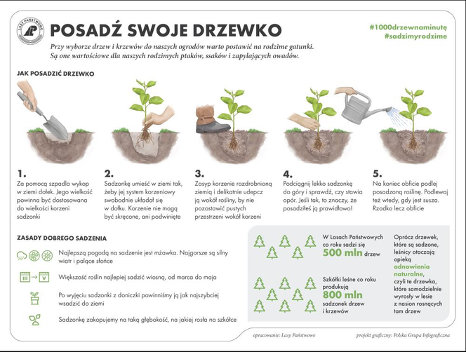 Leśnicy rozdają sadzonki świerka
