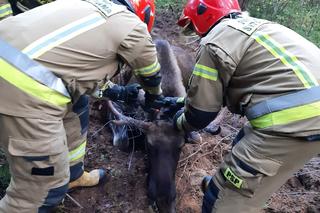 Kukle. Łoś zaplątał się w siatce leśnej. Na pomoc ruszyli strażacy z Sejn