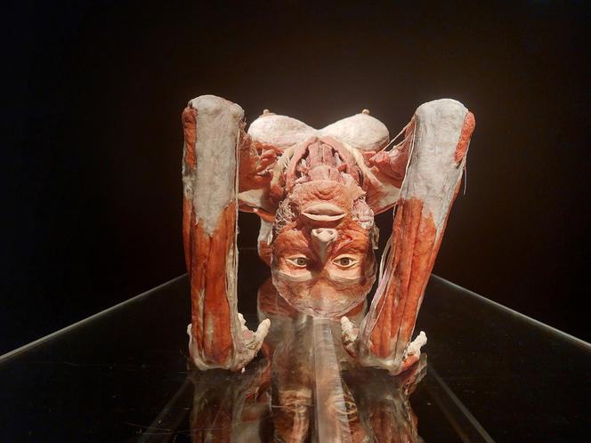 Wystawa Body Worlds w Szybie Wilson w Katowicach