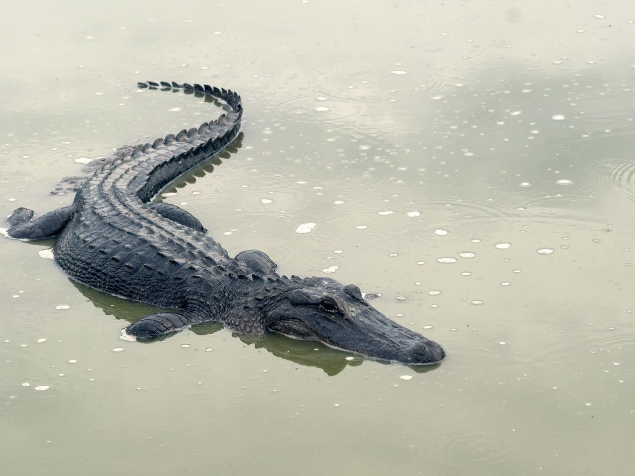 Aligatory wpływają do miast! Szokujące skutki huraganu