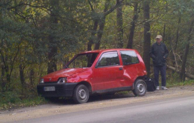 Łoś zginął pod kołami fiata