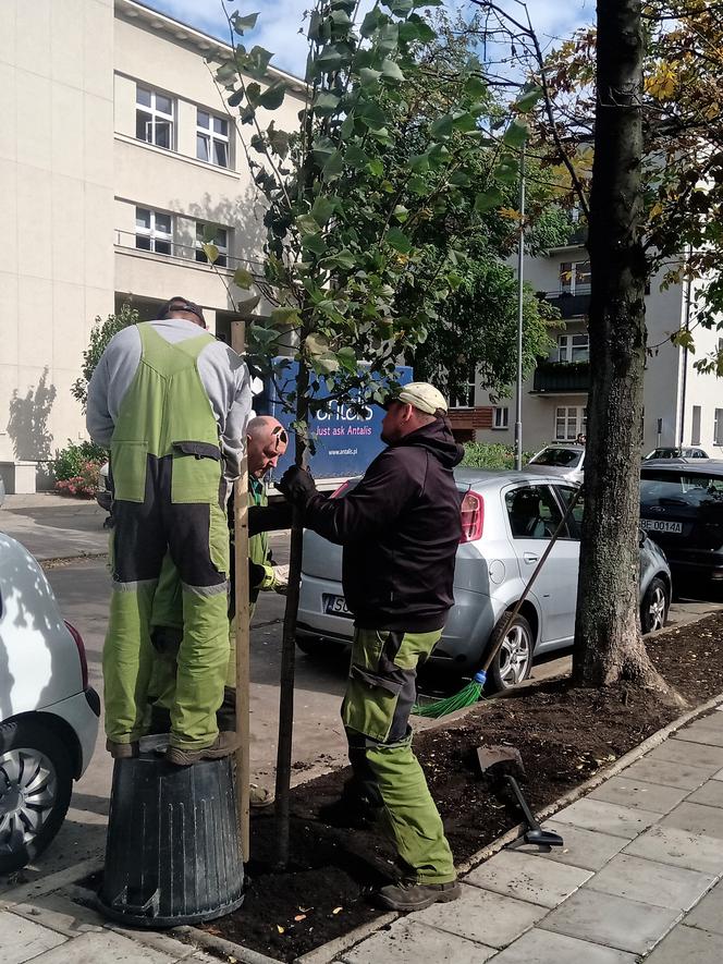  Kolejne drzewa wCOPane w Katowicach! [ZDJĘCIA, WIDEO]