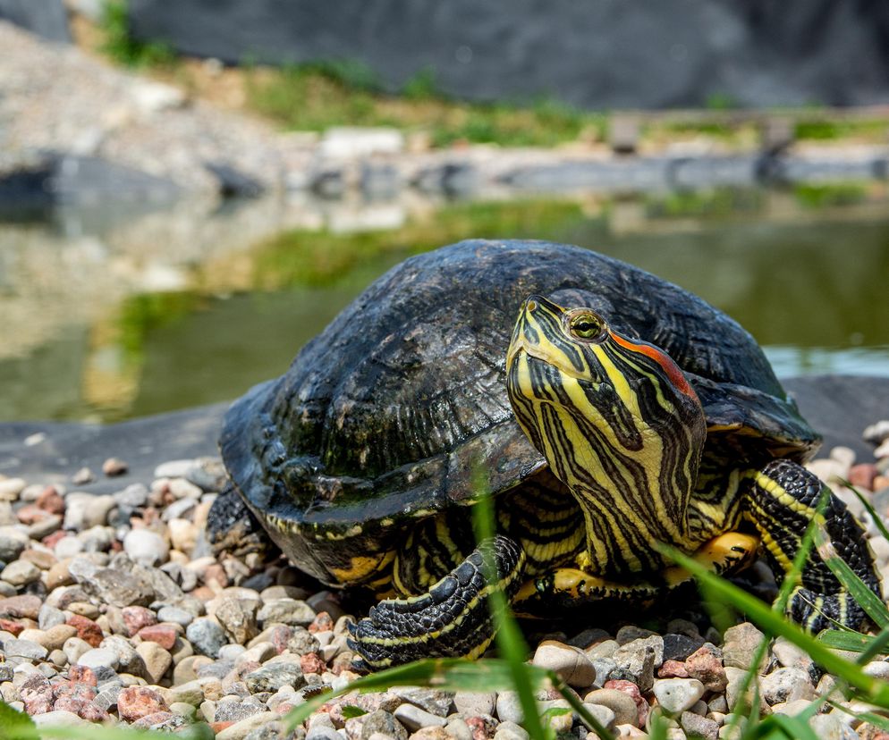 Trachemys scripta fot. Bartłomiej Gorzkowski