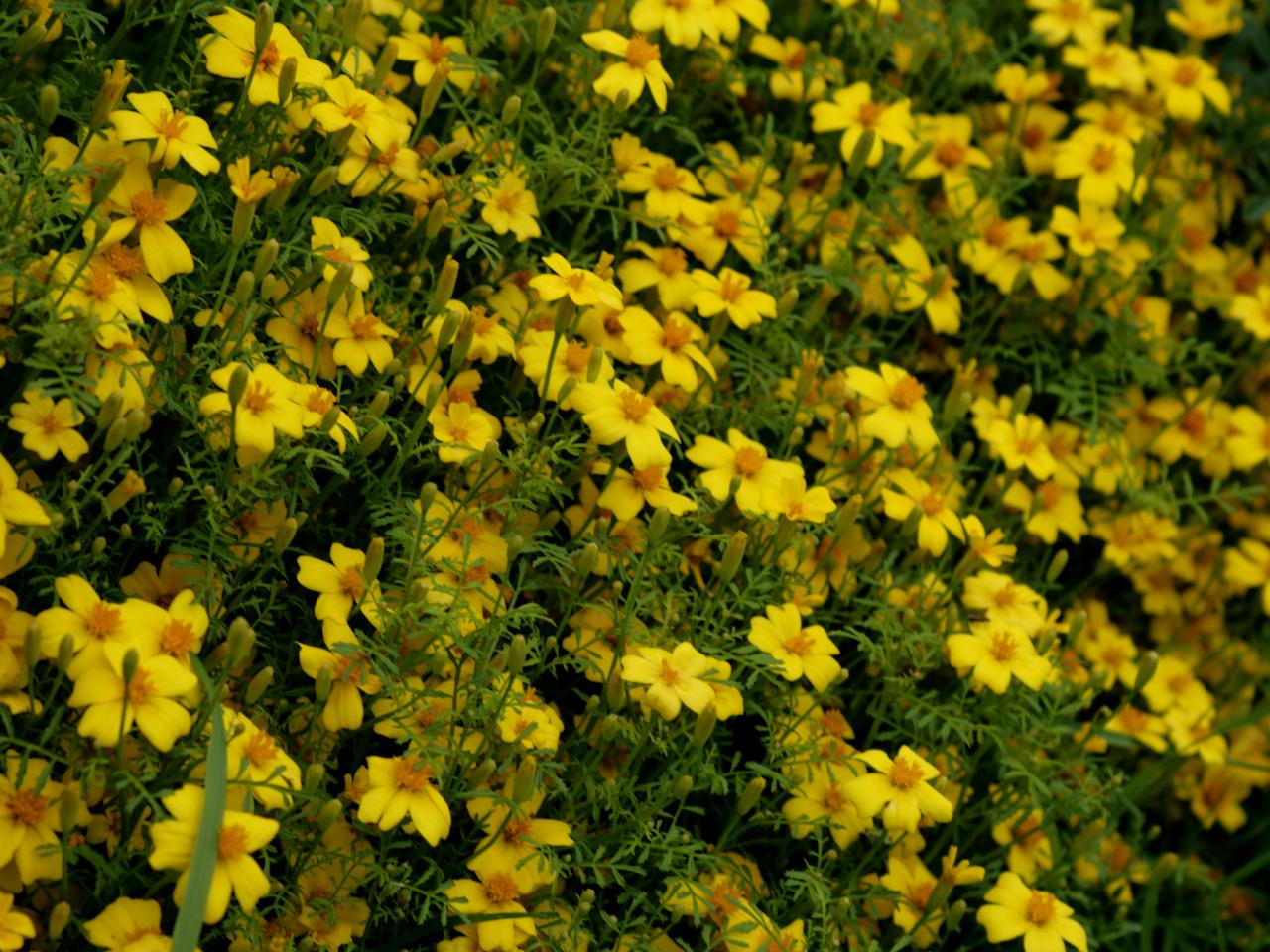 Aksamitka wąskolistna - Tagetes tenuifolia