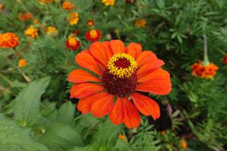 Kwiaty, które kwitną w sierpniu