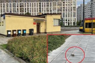 Szczury w Warszawie! Plaga gryzoni na Rondzie Wiatraczna