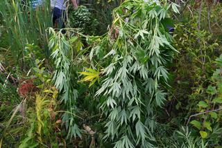 Zlikwidowano plantacje marihuany liczące kilkaset krzaków