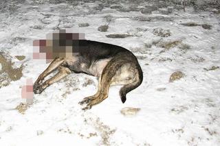 Potrącił psa, myślał, że zabił też sąsiada. Nie zniósł wyrzutów sumienia