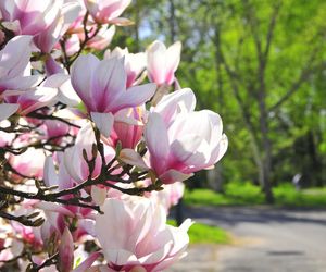 Festiwal Hanami w Powsinie. Celebruj wiosnę w japońskim stylu 