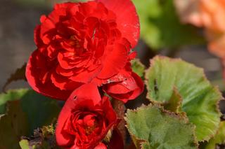 Kwiaty, które nie potrzebują słońca. Jakie wybrać na zacieniony balkon?