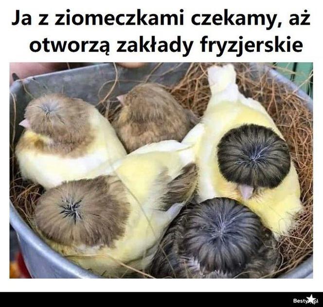 Fryzjerzy kontra koronawirus. Te memy bawią do łez